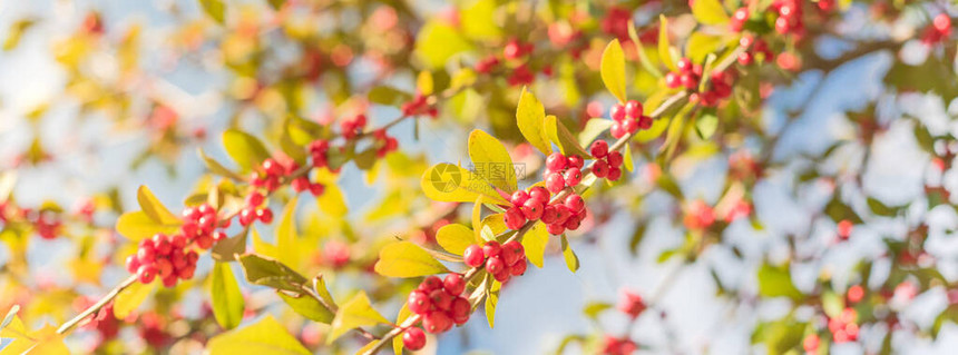 全景观IlexDecidua或冬莓PossumHaw在云蓝天空下大片灌木小树上漂图片