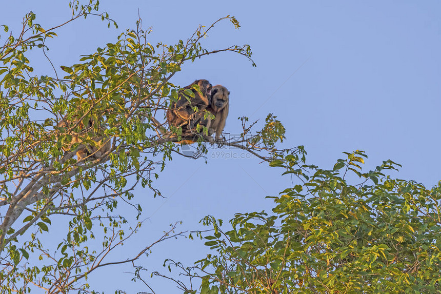 巴西PantanalMatoGrossense公园的豪雷猴子在图片