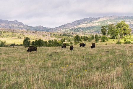 在威奇塔山野生动物保护区放牧图片