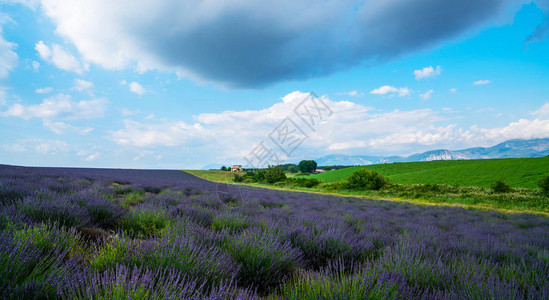法国普罗旺斯瓦伦索尔附近的紫色图片