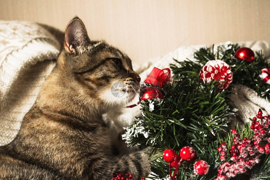 棕色条纹猫咪和圣诞花圈可爱猫咪在图片