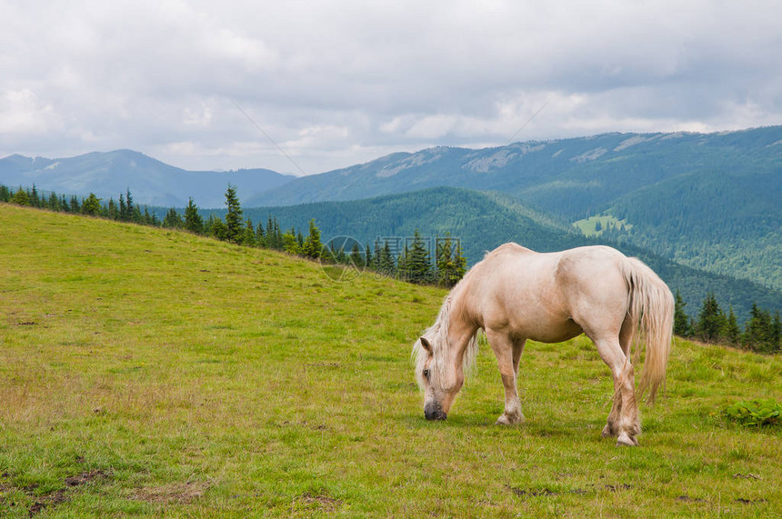 一匹美丽的白马在草原上放牧乌克图片