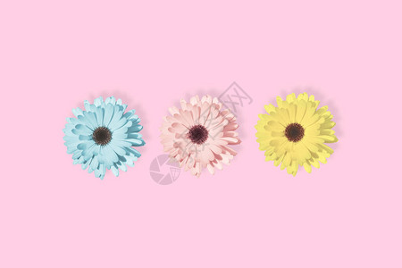 三朵雏菊洋甘菊或非洲菊花在柔和的粉红色背景中被隔离图片