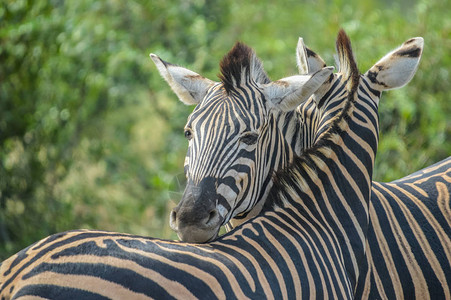 CapeBurchellsZebra在南非热带草原的野图片