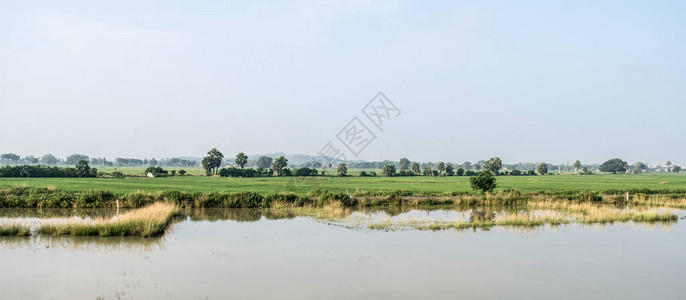 印度农业领域的景观风景季风期间的传统稻田地平线印度农业用地典型的热带图片