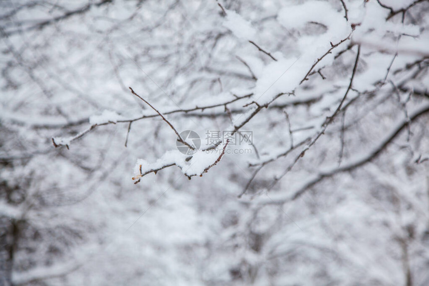 冬季森林冬天背景雪中图片