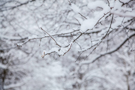 冬季森林冬天背景雪中图片