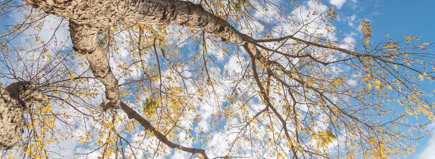 全景向上透视充满活力的黄色枫叶在美国德克萨斯州达拉斯秋季变色树梢汇聚成蓝天自然木图片