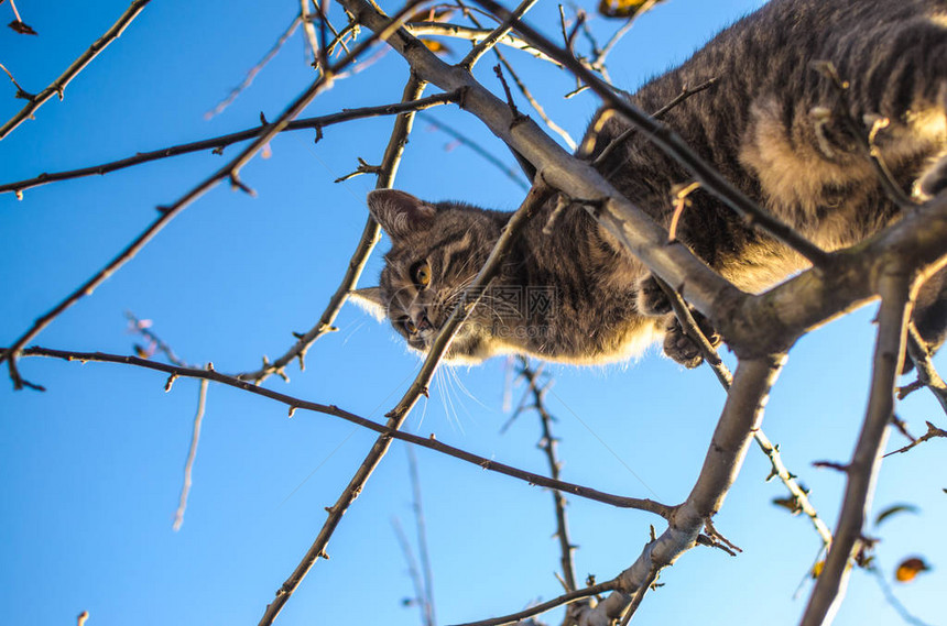 小灰猫正在爬上干枯的树叶图片