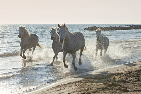 卡马尔格驰骋在海边的马背景