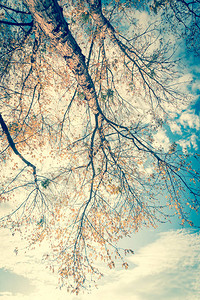美国得克萨斯州达拉斯秋季色彩鲜艳的黄色枫叶的色调图像垂直视图树梢汇聚成蓝天自然木背景图片