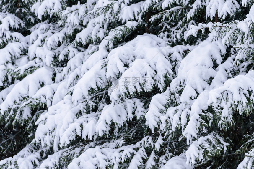 芬兰拉普兰的树木枝叶冬季下大雪树枝上布满图片