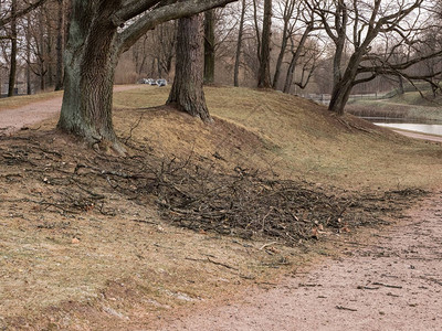 城市公园树木的季节修剪图片