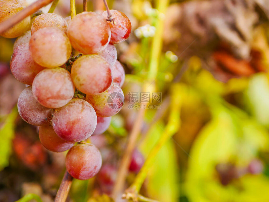 一大串成熟的红维里科葡萄在阳光下生长在葡萄藤上的特写图片