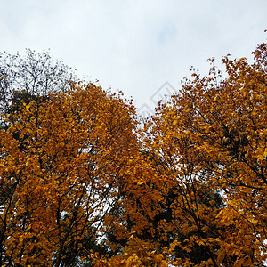 天空背景下的橙色枫叶树叶的背景图片