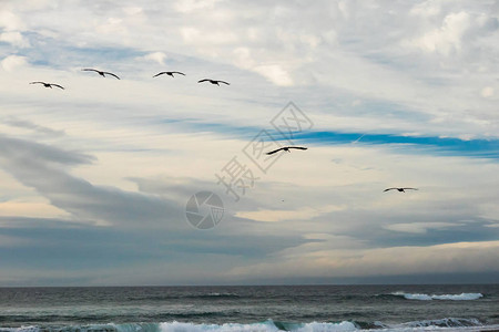 多云的天空和鸟类的剪影飞翔的鹈鹕群图片