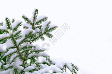雪的枝叶覆盖了圣诞树在白色图片