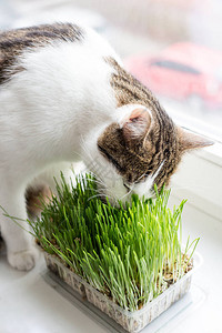 猫的维生素发芽的燕麦毛茸的猫吃新鲜的绿草图片