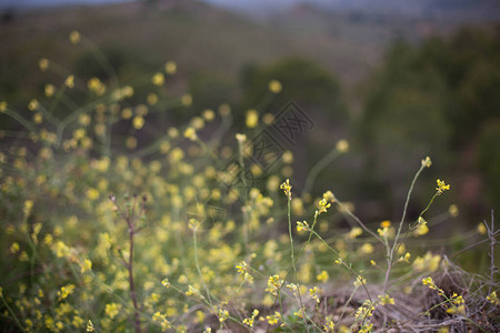 农村绿色背景的黄色小花朵图片