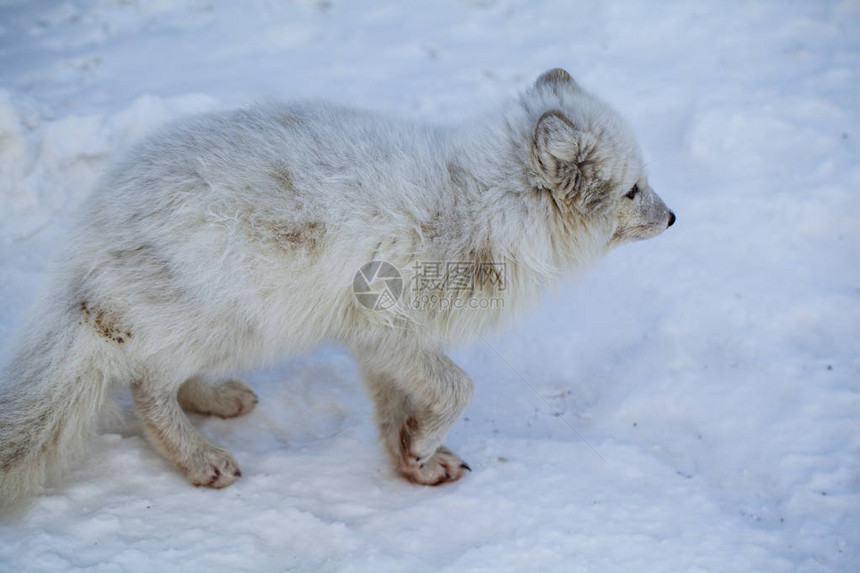 野生动物自然栖息地中的北部白狐积图片