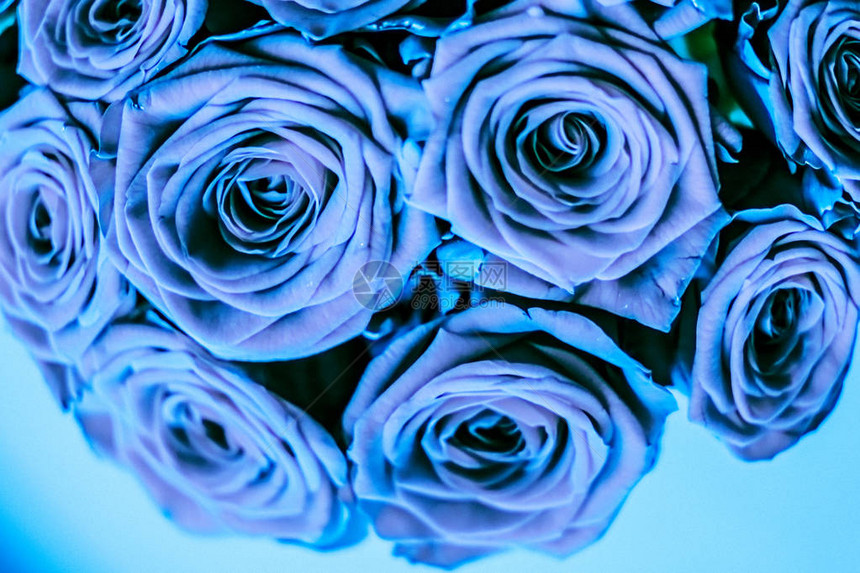 盛开的玫瑰鲜花和情人节礼物概念图片