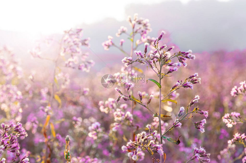 山中植物的阳光和紫色开花图片