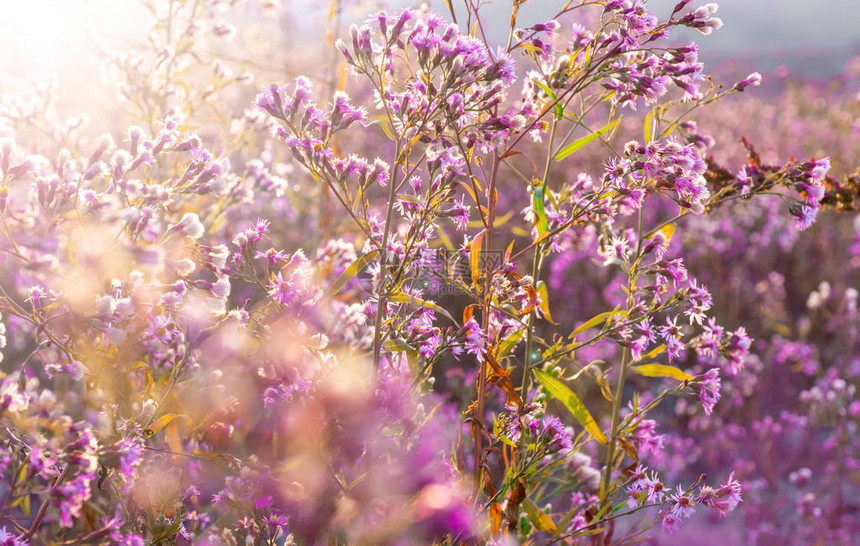 山中植物的阳光和紫色开花图片