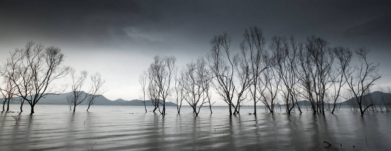 梦幻的湖中枯叶树干图片