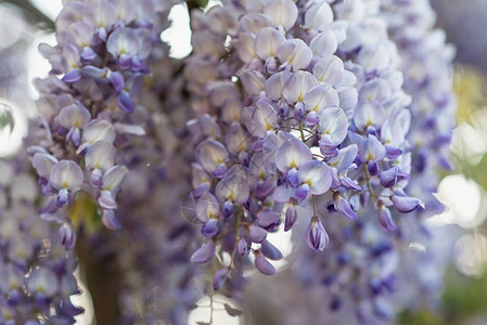春园的紫罗兰维斯特亚树高清图片