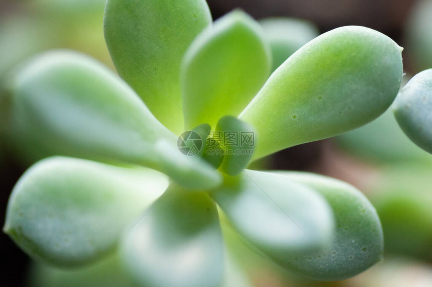 肉质echeveria植物蓝色特写图片