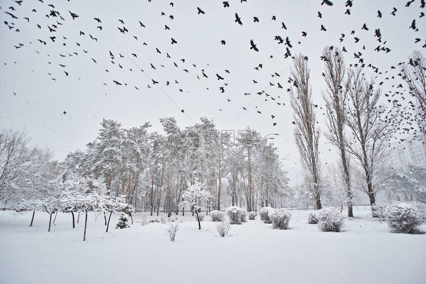 一群鸟在冬季公园飞过冬图片