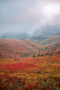 Borzhava山脉位于金色的秋雾风景中图片