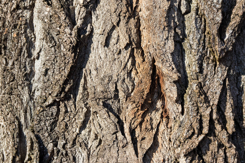 树皮的纹理木制背景图片