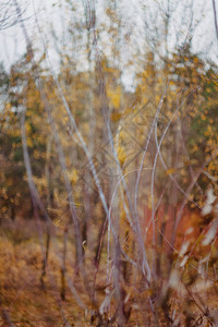 黄色的秋叶和树枝对着天空模糊背景图片