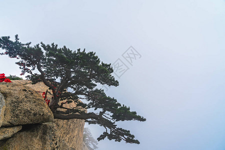 生长在鼓舞人心神圣而雄伟的华山悬崖上的孤独的松树图片