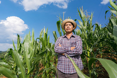 夏季在蓝天下的玉米田里站在他的农庄上站着的戴帽图片