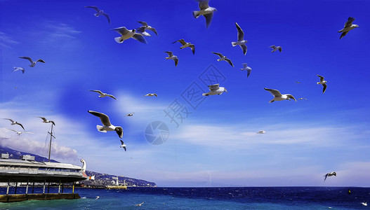 海鸥群在黑海平静水面上盘旋图片