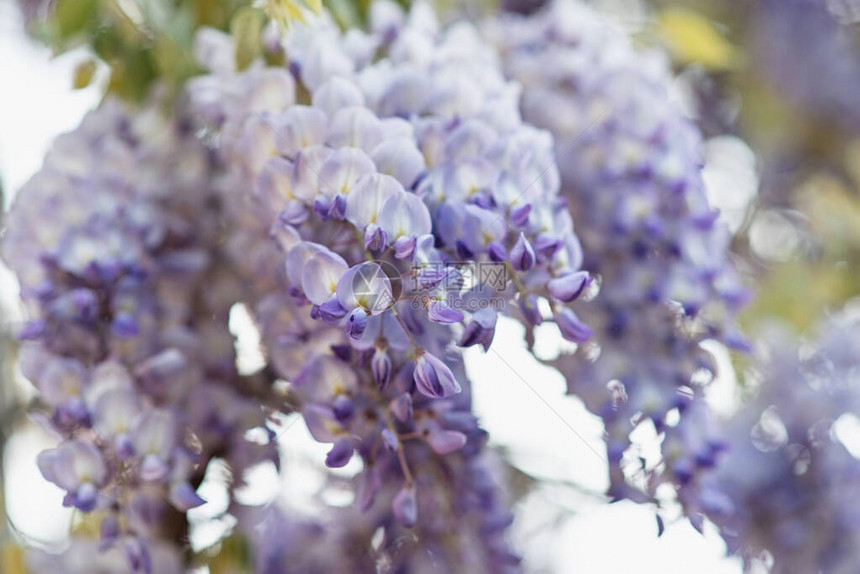 悬垂的总状花序上开有大量紫色花朵图片