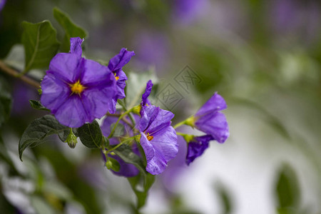 紫色花朵绿色的小叶子模糊和自然图片