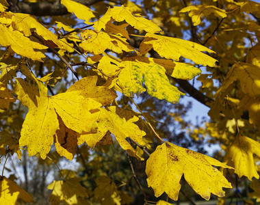秋天的颜色秋天在公园里落叶图片