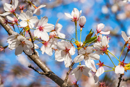 春天樱花日本传统中美丽的樱花盛开图片
