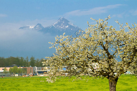 位于瑞士因特拉肯的阿尔卑斯山泉之春背景中图片