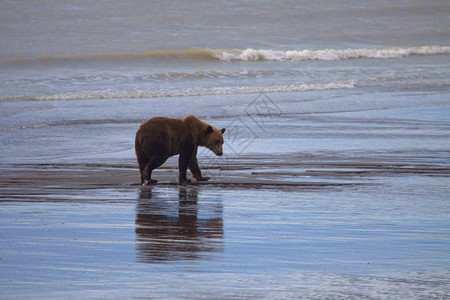 棕熊在退潮时来到海滩挖蛤蜊图片