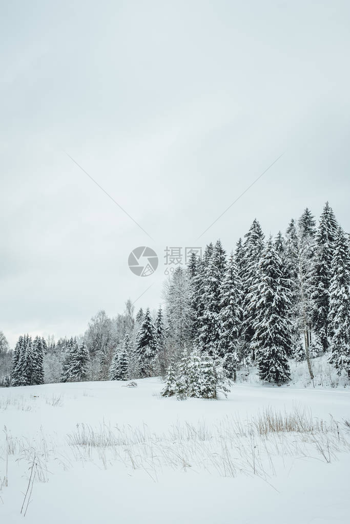 冬季松林路欧洲冬季森林图片