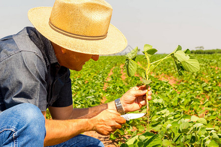 农艺师在农田检查大豆作物农业概念农场大豆图片
