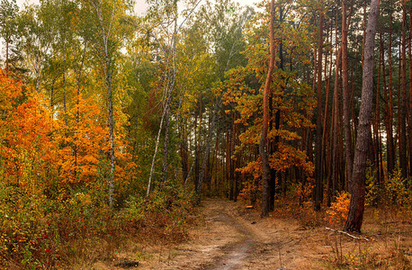 秋天森林树中路途的暗处天气好秋背景图片