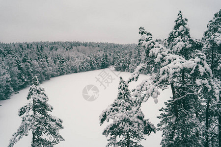 满是积雪的树木冬图片
