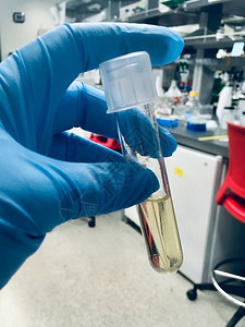 实验室背景是用蓝手套技术员操作的实验室管内液体培养介质LB图片