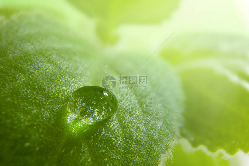 新鲜的薄荷叶表面有一滴水图片