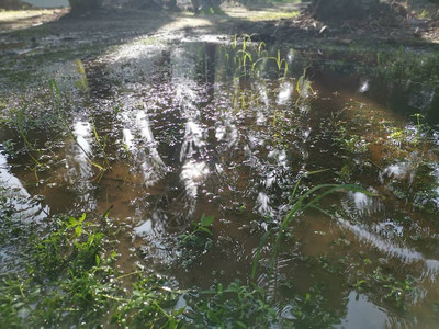 野生的绿叶被雨水淹没图片